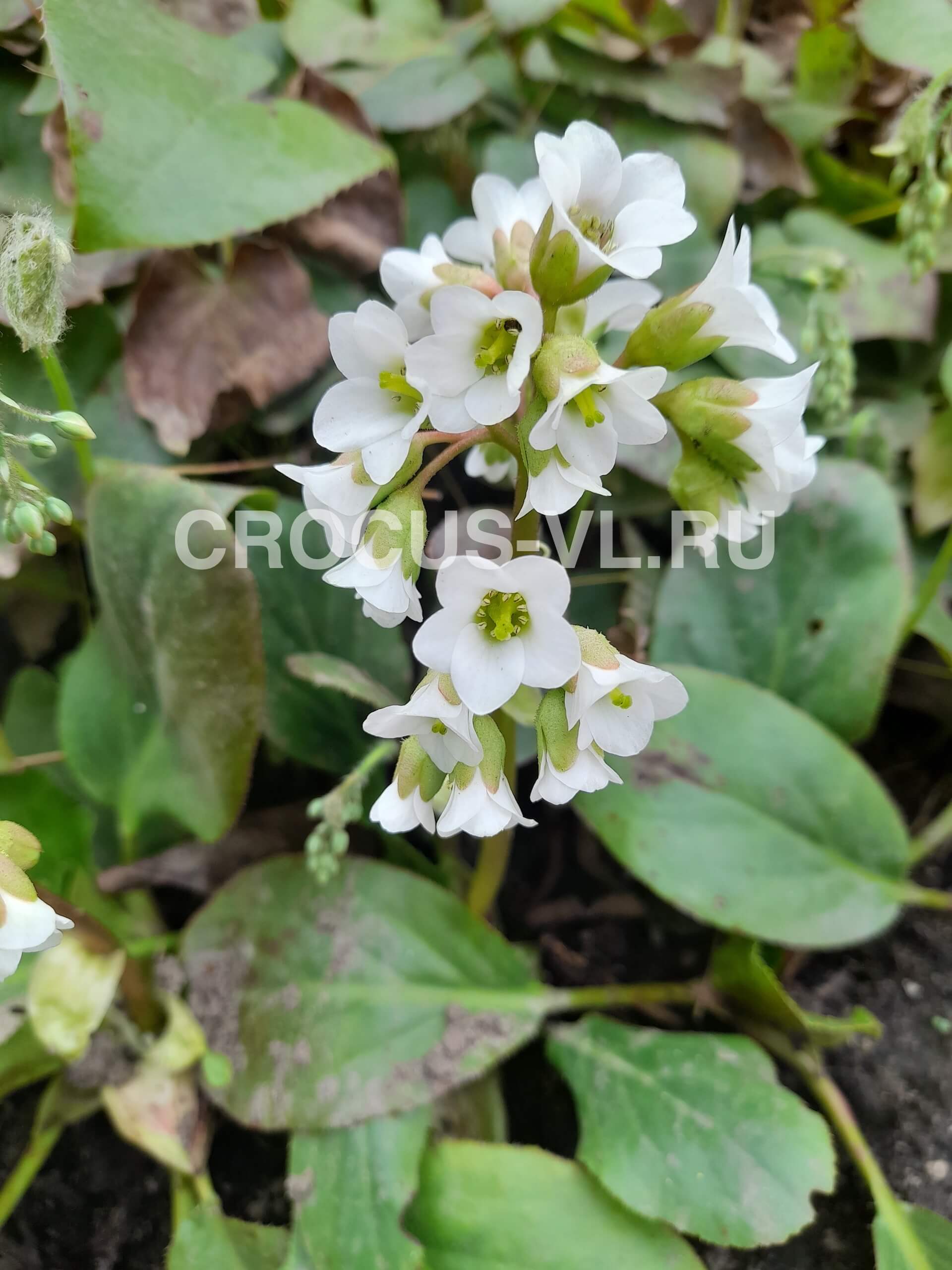 Бадан гибридный «Bressingham White»